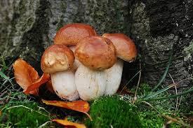 Porcini mushrooms Italian cooking for one 