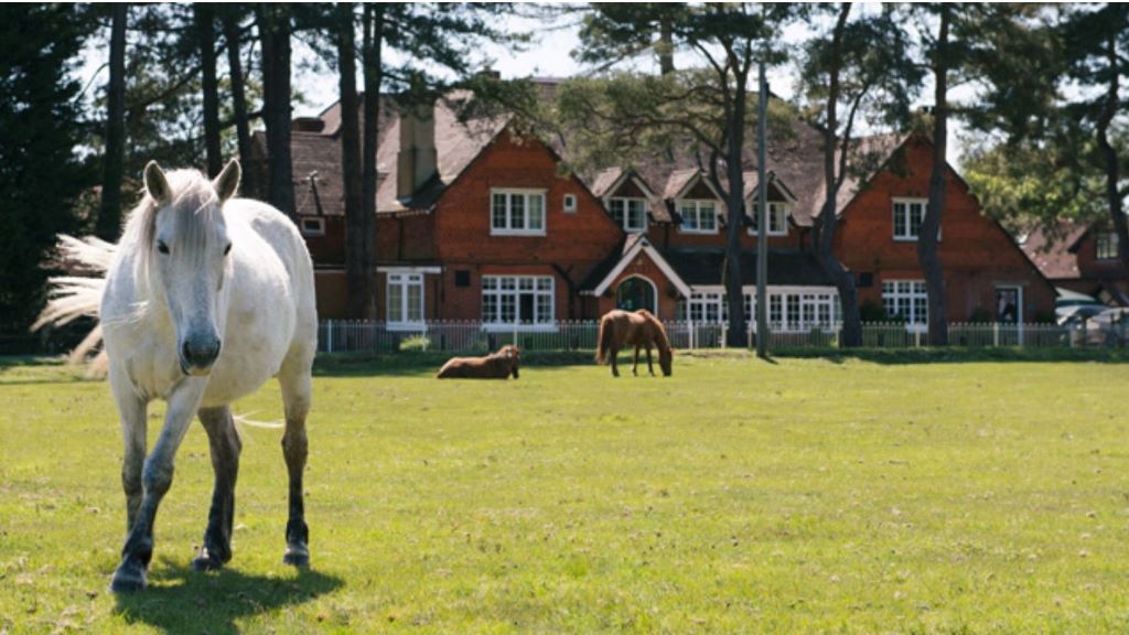 Friendship Holiday Staycation New Forest